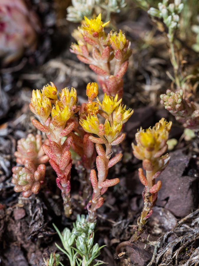 Sedum annuum / Borracina annua